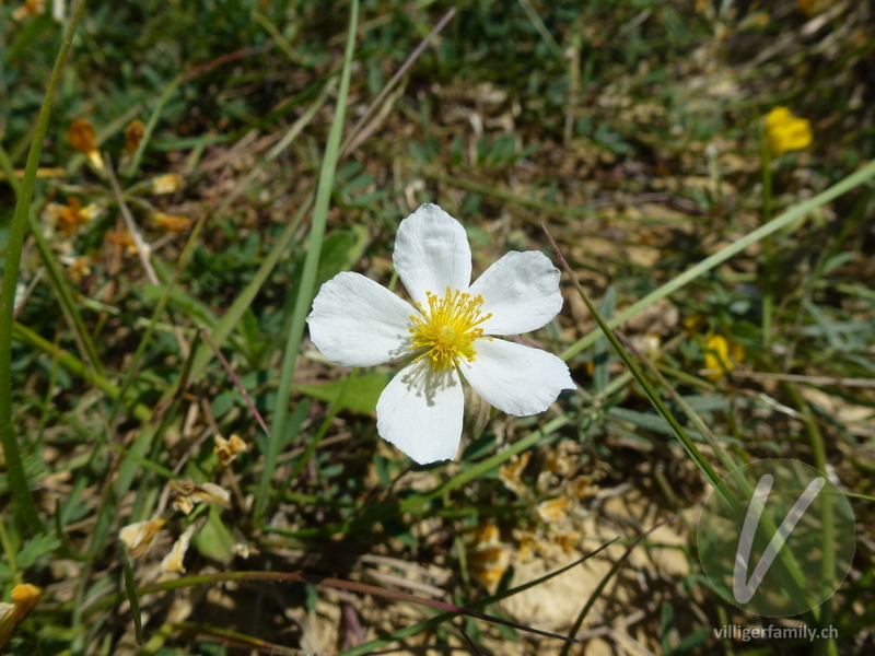 Apenninen-Sonnenröschen: Übersicht